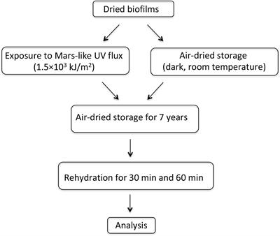 Over-Expression of UV-Damage DNA Repair Genes and Ribonucleic Acid Persistence Contribute to the Resilience of Dried Biofilms of the Desert Cyanobacetrium Chroococcidiopsis Exposed to Mars-Like UV Flux and Long-Term Desiccation